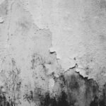 Black Mold Symptoms: What They Mean for Your Health—and Your Home Insurance