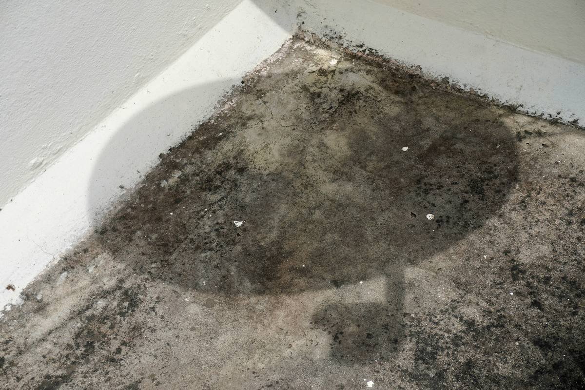 Home Mold Control: Why Your Credit Card Won’t Cover It (And What Insurance Actually Will)