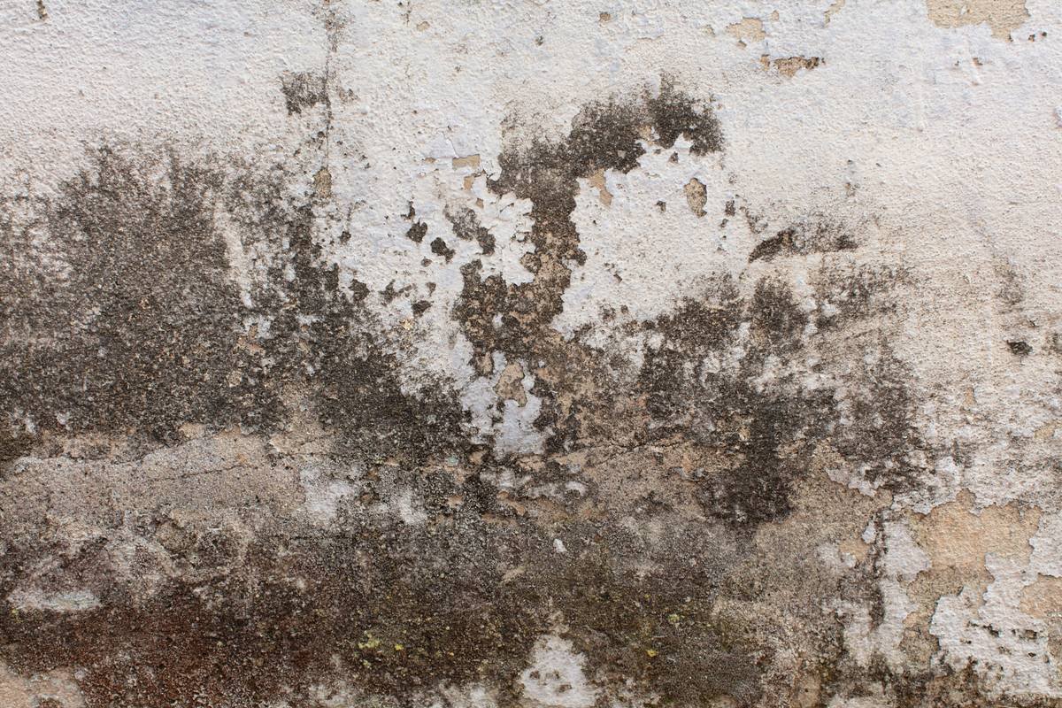 Infographic showing common mold species and associated health symptoms: Aspergillus (allergies, lung infections), Penicillium (asthma, sinusitis), Cladosporium (skin/eye irritation), Stachybotrys (rare but linked to neurological symptoms)