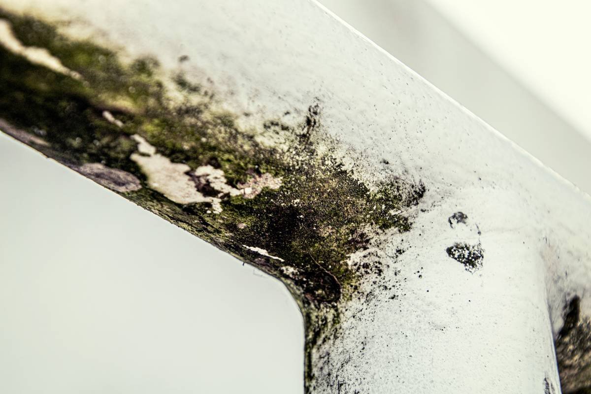 What Are Mold Health Success Metrics—and Why Your Insurance Should Track Them