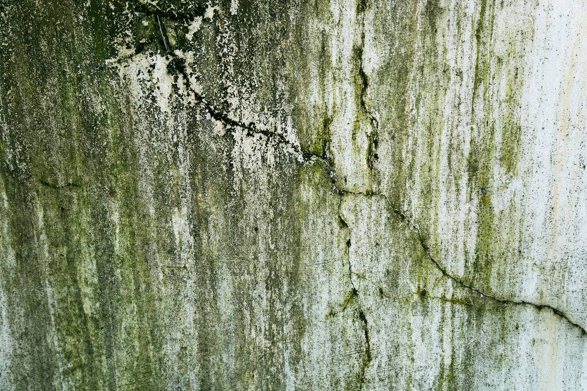 How to Add Rider Mold Coverage to Your Homeowners Insurance (And Why Most People Skip It—At Their Peril)