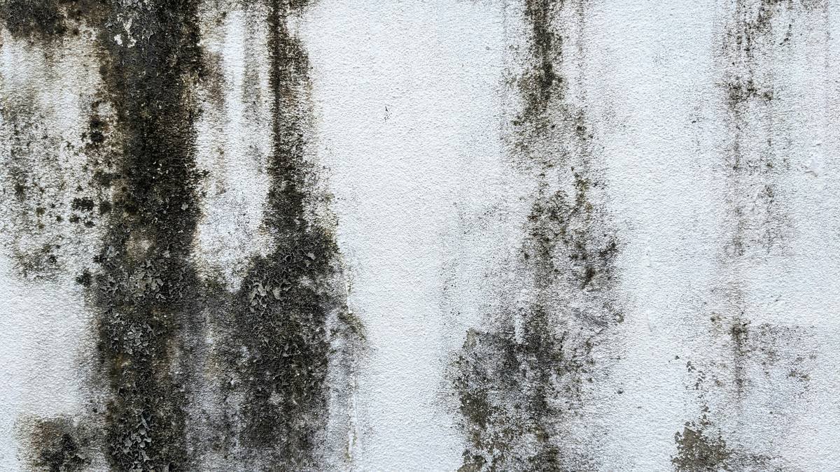 Family suffering from mycotoxins health effects after mold exposure in basement