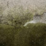Is Organic Toxic Dust Covered by Your Mold Insurance? What Maryland Homeowners Must Know