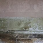 Mycotoxins Health Effects: What Your Mold Insurance Policy Isn’t Telling You