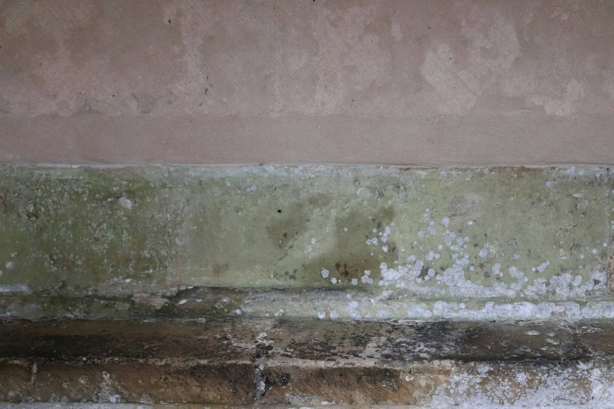Mycotoxins Health Effects: What Your Mold Insurance Policy Isn’t Telling You